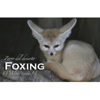 Apadrina Foxing